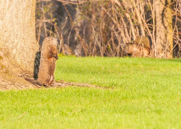 Ground Hog — Stock Photo, Image