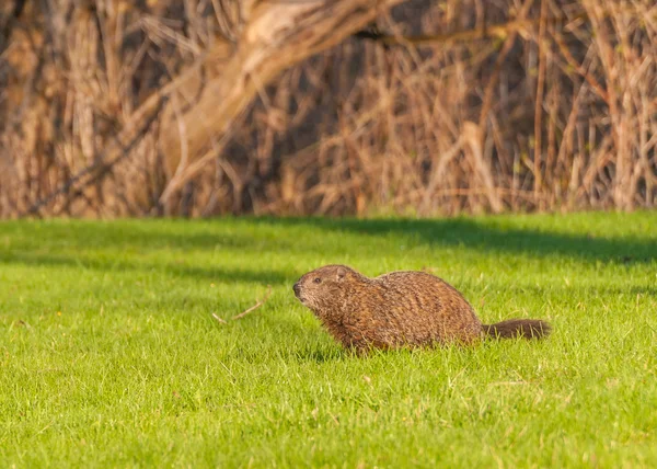 Ground Hog — Stock Photo, Image