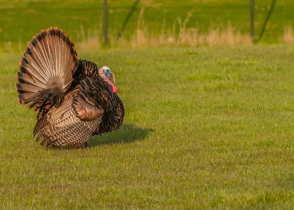 Wild turkey — Stockfoto