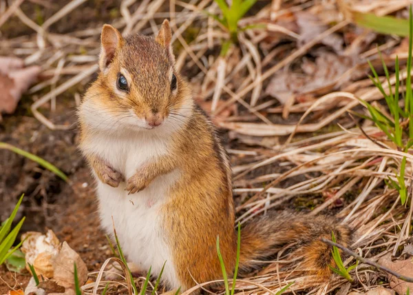 Chipmunk — Stock Photo, Image