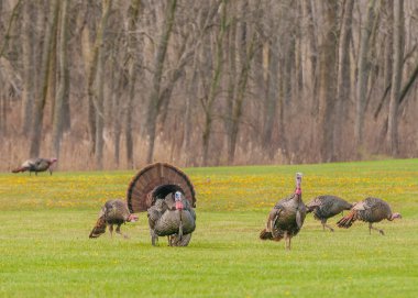 Wild Turkey (meleagris four allopavo)