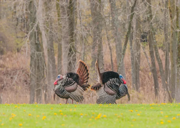 Wild turkey — Stockfoto