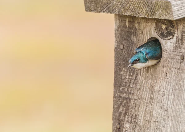 Tree Swallow — Stock Photo, Image