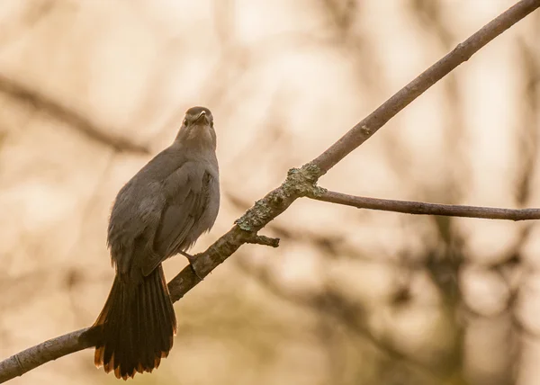 Catbird — Stok fotoğraf