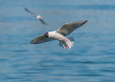 Bonaparte'nın martı