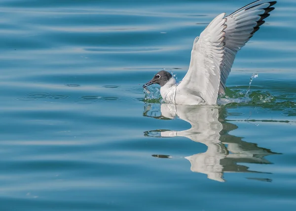 Gaviota de Bonaparte — Foto de Stock