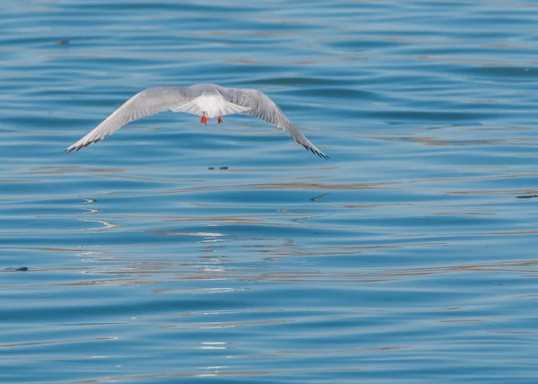 Ring-billed martı — Stok fotoğraf