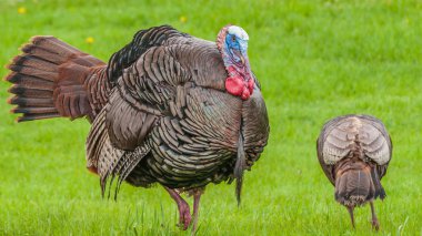 Wild Turkey (meleagris four allopavo)