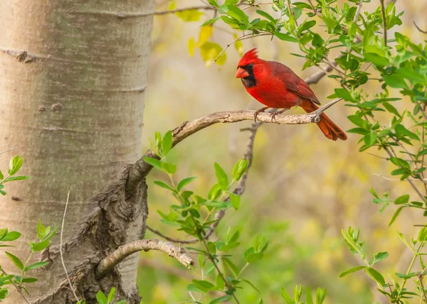 Male Cardinal 
