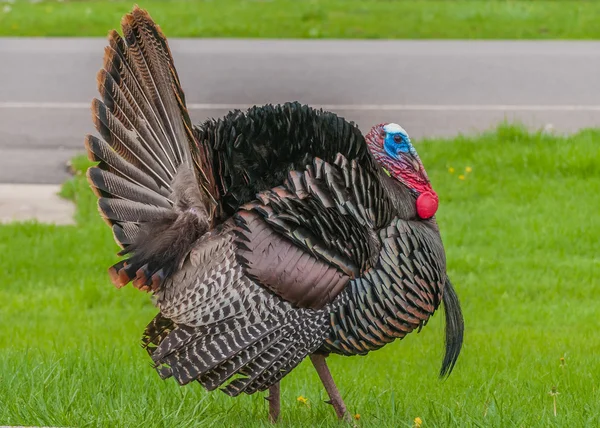 Volně žijící Turecko (meleagris gallopavo) — Stock fotografie