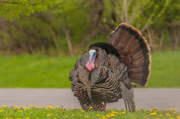 Pavo salvaje (meleagris gallopavo) — Foto de Stock