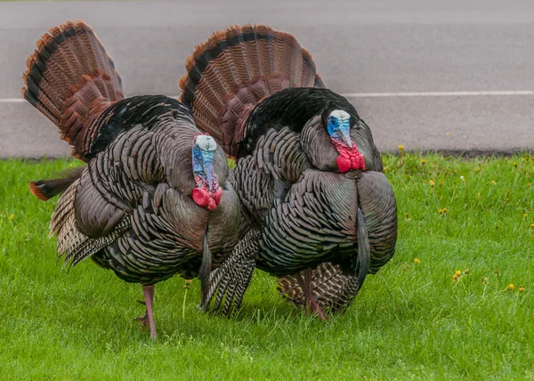 Pavo salvaje (meleagris gallopavo) — Foto de Stock