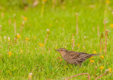 dişi Kırmızı kanatlı blackird