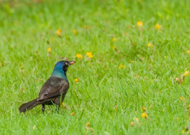 Grackle
