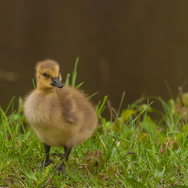 Ganso de Canadá goslings —  Fotos de Stock