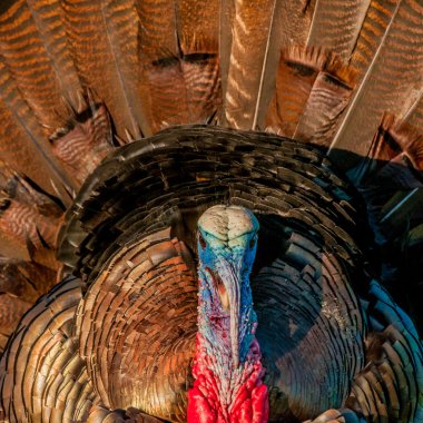 Wild turkey portre