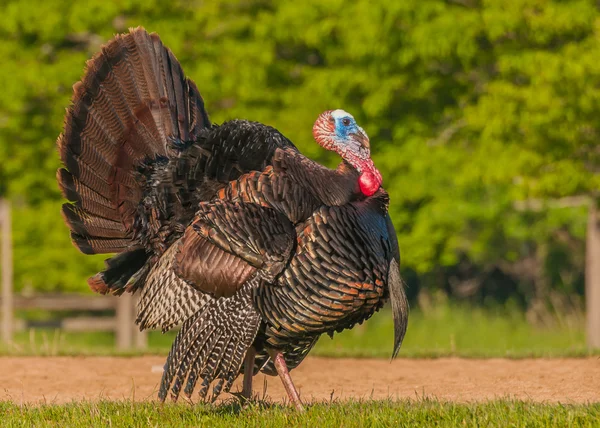 Wilde Turkije (meleagris gallopavo) — Stockfoto