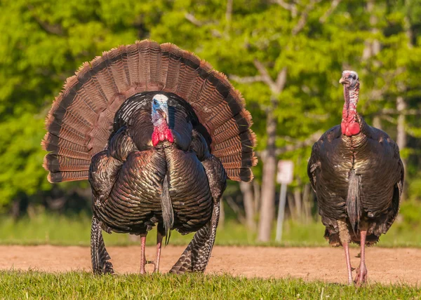 Pavo salvaje (meleagris gallopavo) — Foto de Stock