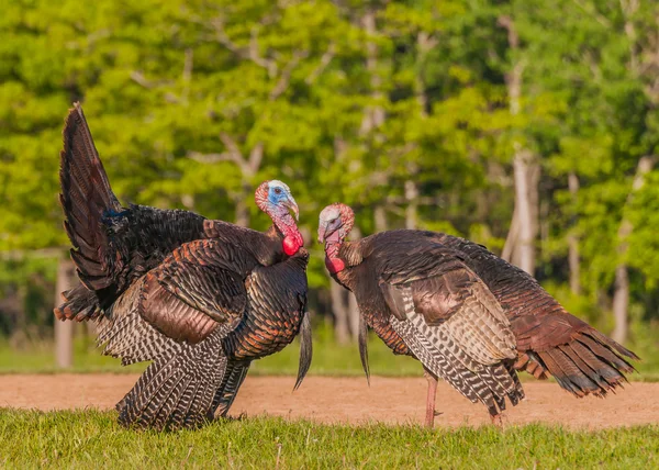 Pavo salvaje (meleagris gallopavo) — Foto de Stock