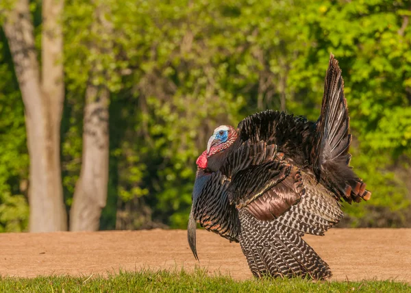 Wild Turkey (Meleagris gallopavo) — Stock Photo, Image