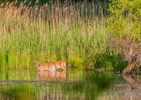 Whitetail Deer Doe — Stock Photo, Image