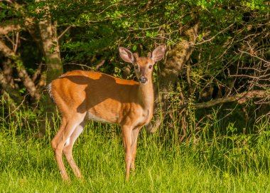 Whitetail Geyik düğme kova