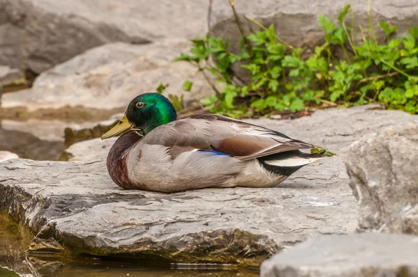 Mannelijke mallard duck — Stockfoto