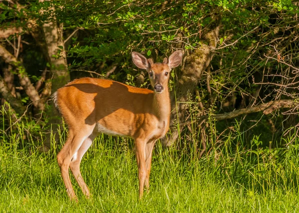 Whitetail rådjur knappen buck Royaltyfria Stockfoton