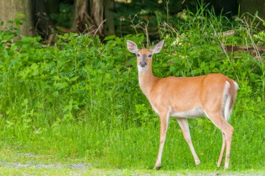  beyaz kuyruklu geyik.