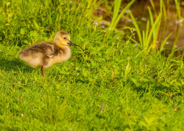 Il canada oca gosling — Foto Stock