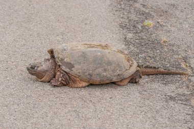 yapışma kaplumbağa.
