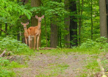  beyaz kuyruklu geyik.