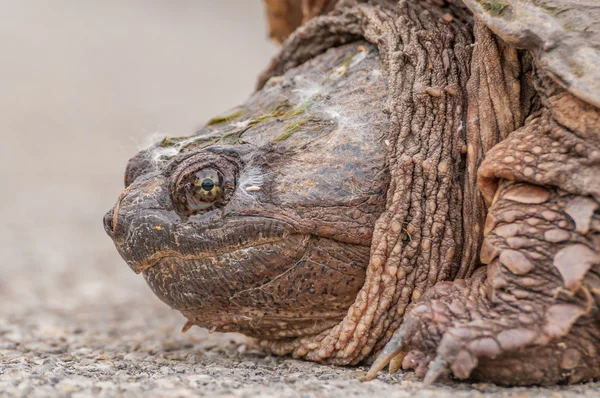 Tortue serpentine . — Photo