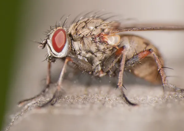 Uma mosca — Fotografia de Stock