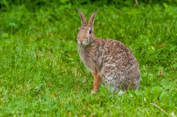 Coniglio coda di cotone — Foto Stock