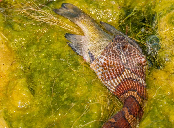 Água Snake Eating Prey — Fotografia de Stock