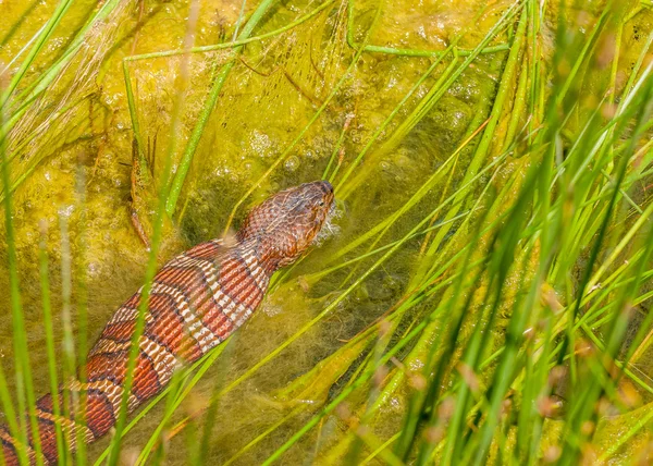 Su yılanı yeme av — Stok fotoğraf