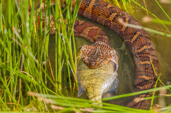 Serpiente de agua comiendo presa Fotos de stock libres de derechos