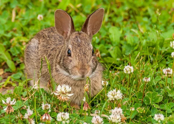 Baumwollkaninchen — Stockfoto