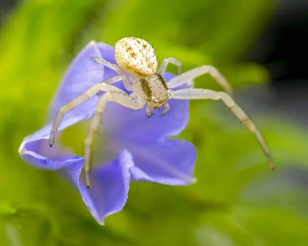 White Crab Spider Perched Blue Flower Looking Prey — Stock fotografie