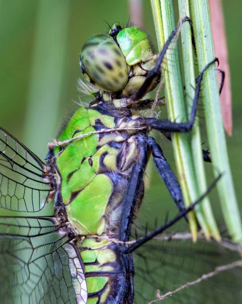 Dragonfly Head Close Perched Reed Swamp — стокове фото