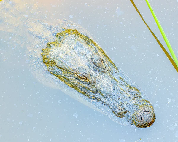 American Alligator Head Sitting Water Swamp — Stock Photo, Image