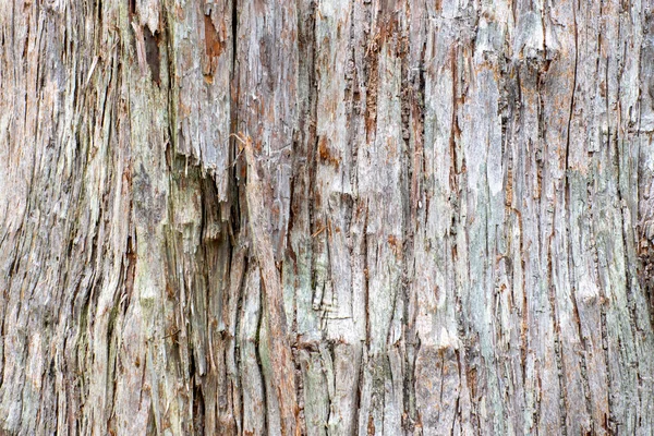 Árbol Tronco Fondo Para Arte Protector Sreen — Foto de Stock