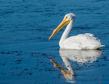 Büyük Beyaz Pelikan kışın gölde yüzüyor..