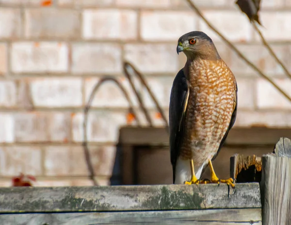 Red Shoulered Hawk Empoleirado Uma Cerca Madeira — Fotografia de Stock