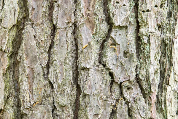 Tree Trunk Background Art Sreen Saver — Stock Photo, Image