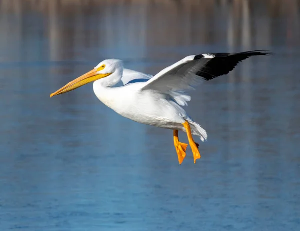 Great White Pelican Swimming Lake Winter — Stock Photo, Image