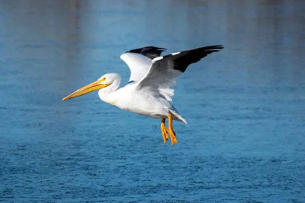 Grande Pelicano Branco Nadando Lago Inverno — Fotografia de Stock