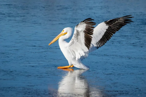 Grande Bianco Pelican Nuotare Lago Inverno — Foto Stock