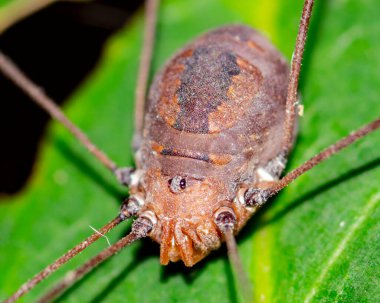 Uzun Bacaklı Baba Örümcek Makro yakın plan bir bitki yaprağının üzerinde oturuyor.